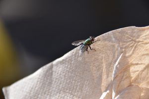 Vlieg op doekje, Vliegen, Insecten